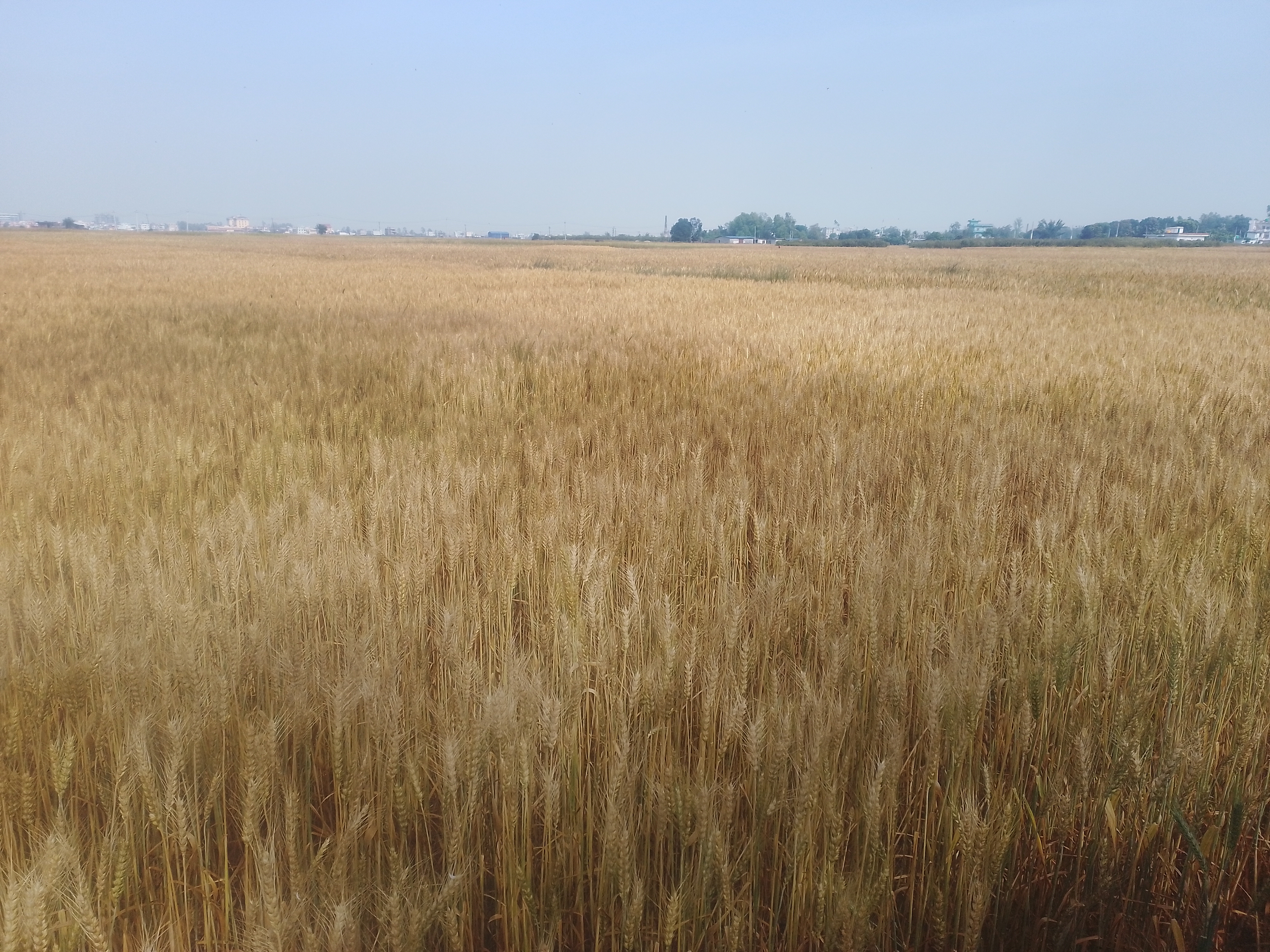 बाँकेमा गहुँखेतीको क्षेत्रफल घट्दा पनि उत्पादनमा वृद्धि