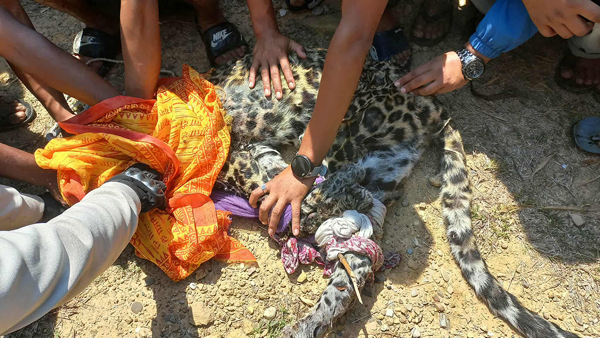 चितुवा नियन्त्रणमा लिँदा दुई जना घाइते
